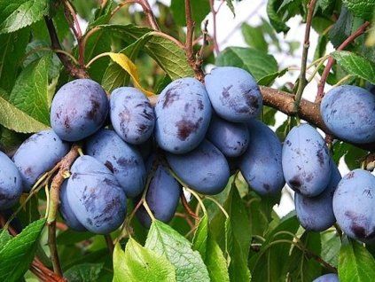 Švestka 'Jofela®'  Prunus domestica 'Jofela®'