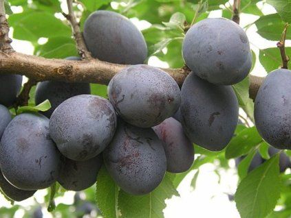 Švestka 'Jojo®'  Prunus domestica 'Jojo®'