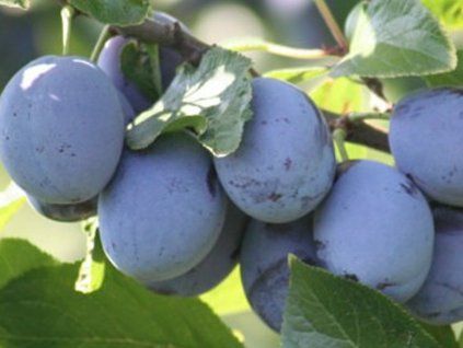 Švestka 'Kalipso'  Prunus domestica 'Kalipso'