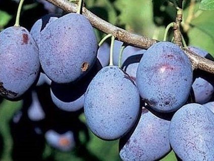 Švestka 'Promis'  Prunus domestica ´Promis´