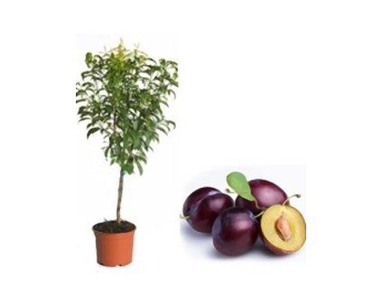 Švestka zakrslá 'Robusto'  Prunus domestica 'Robusto'
