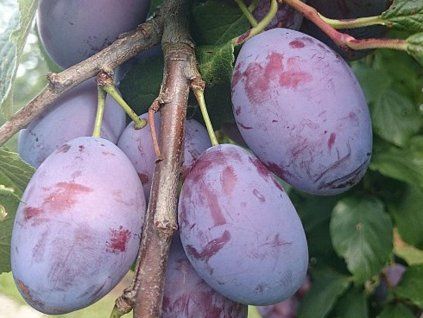 Švestka 'Ruth Gerstetter'  Prunus domestica ´Ruth Gerstetter´