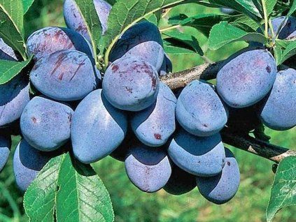 Švestka 'Tegera'  Prunus domestica ´Tegera´