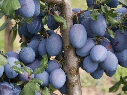 Švestka 'Topend Plus®'  Prunus domestica 'Topend Plus®'