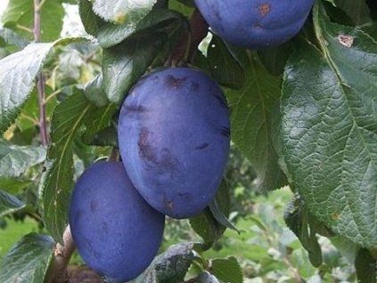Švestka 'Topgigant Plus'  Prunus domestica ´Topgigant Plus´