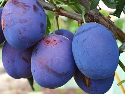 Švestka 'Topstar Plus'  Prunus domestica 'Topstar Plus'