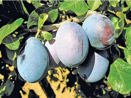 Švestka 'Tuleu Gras'  Prunus domestica ´Tuleu Gras´