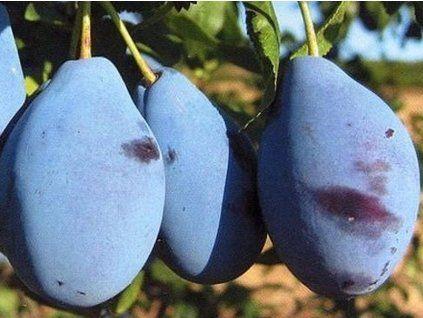Švestka 'Valjevka'  Prunus domestica ´Valjevka´