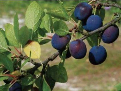 Japonská švestka černá  Prunus salicina