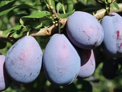 Švestka 'Topper®' - k sloupovitému zapěstování  Prunus domestica 'Topper®'