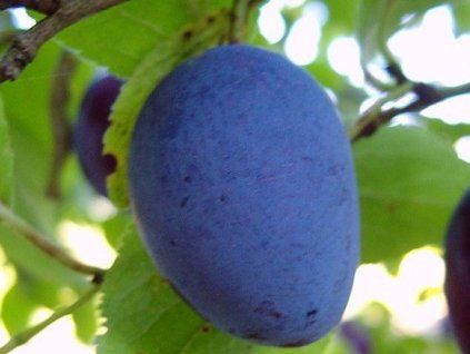 Švestka zakrslá 'Bühler'  Prunus domestica 'Bühler'