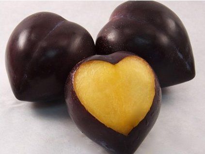 Švestkomeruňka 'Flavor Heart'  Prunus hybrid. 'Flavor Heart'