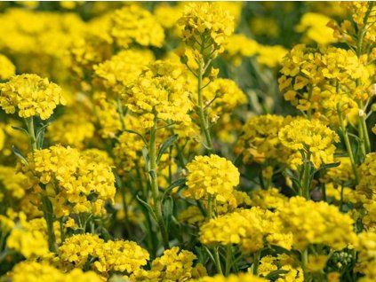 Tařice horská  'Berggold' - Alyssum (AURINIA) montanum 'Berggold'  Alyssum (AURINIA) montanum 'Berggold'