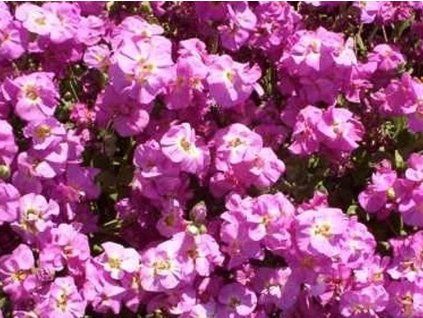 pink ta�i�ka
