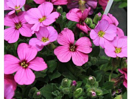 63237 1 taricka x cultorum regado rose aubrieta x cultorum regado rose