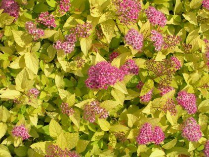 Tavolník japonský 'Golden Princess'  Spiraea japonica'Golden Princess'