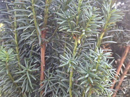Tis červený 'Green Rocket'  Taxus baccata 'Green Rocket'