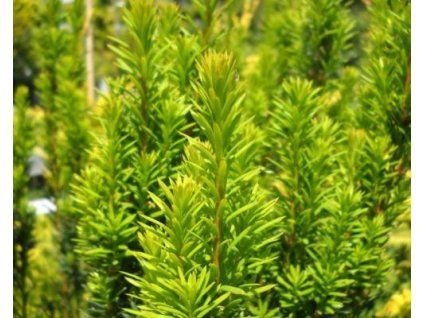 Tis �erven� �Green Rocket� (Balen� kontejner C2)