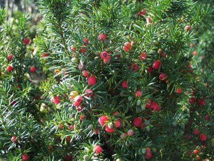 Tis prostřední 'Hicksii'  Taxus media 'Hicksii'