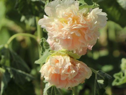 Topolovka růžová plena 'Chaters Double Apricot' - Alcea rosea plena 'Chaters Double Apricot'  Alcea rosea plena 'Chaters Double Apricot'