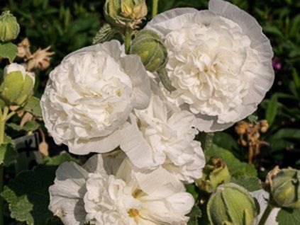 Topolovka růžová plena 'Chaters Weiss' - Alcea rosea plena 'Chaters Weiss'  Alcea rosea plena 'Chaters Weiss'