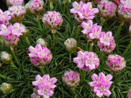 Armeria Brno
