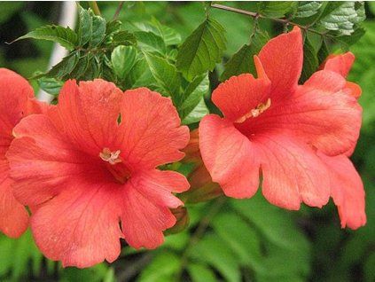 Trubač kořenující 'Flamenco'  Campsis radicans 'Flamenco'