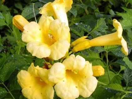 truba� trumpet
