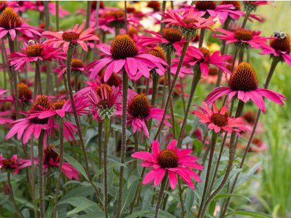 Třapatka 'Glowing Dream' - Echinacea 'Glowing Dream'  Echinacea 'Glowing Dream'