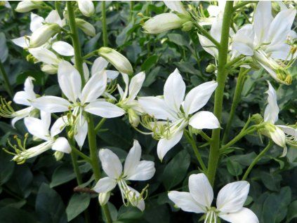Třemdava bílá 'Albiflorus' - Dictamnus albus var. albiflorus  Dictamnus albus var. albiflorus