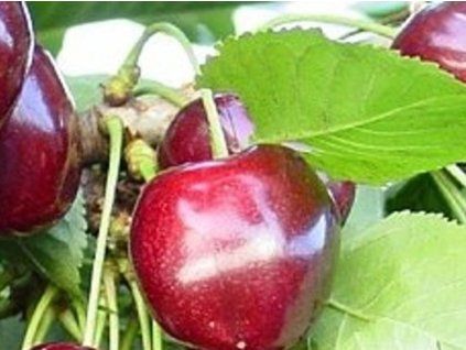 Třešeň 'Anita'  Prunus avium 'Anita'