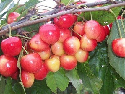 Třešeň 'Büttnerova červená'  Prunus avium 'Buttnerova červená'