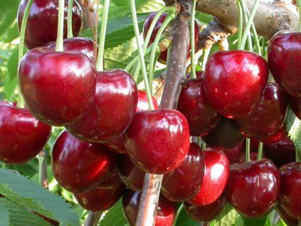 Třešeň 'Early Korvik®'  Prunus avium 'Early Korvik'