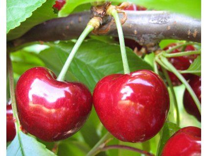 Třešeň 'Early Star'  Prunus avium 'Early Star'