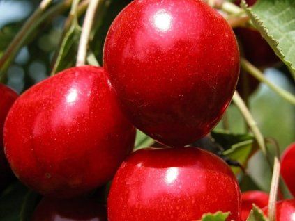 Třešeň 'Giant Red'  Prunus avium 'Giant Red'