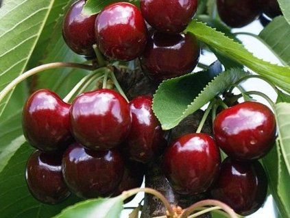 Třešeň 'Grace Star'  Prunus avium 'Grace Star'
