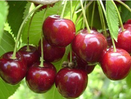 Třešeň 'Hedelfingenská'  Prunus avium 'Hedelfingenská'