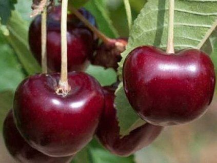Třešeň 'Karina'  Prunus avium 'Karina'