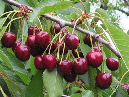 Třešeň 'Kaštánka'  Prunus avium 'Kaštánka'