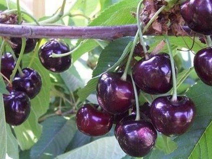 Třešeň 'Merchant'  Prunus avium 'Merchant'
