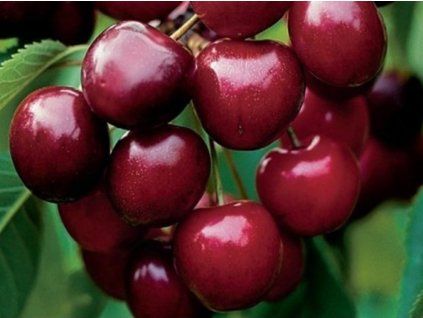 Třešeň 'Rivan'  Prunus avium 'Rivan'