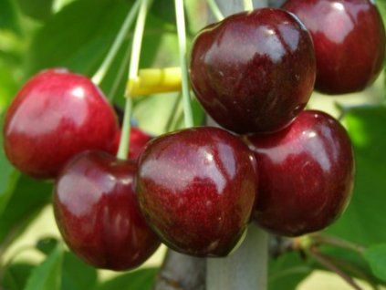 Třešeň 'Sandra'  Prunus avium 'Sandra'