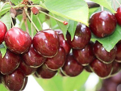 Třešeň 'Simone'  Prunus avium 'Simone'