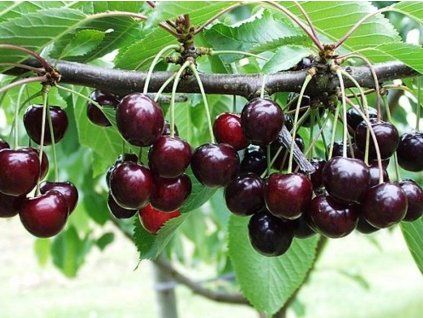 Třešeň 'Skeena'  Prunus avium 'Skeena'