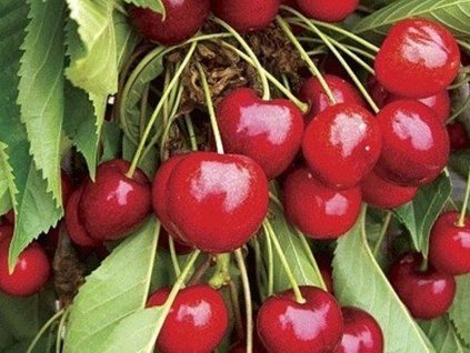 Třešeň 'Stella'  Prunus avium 'Stella'