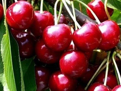 Třešeň 'Summit'  Prunus avium 'Summit'