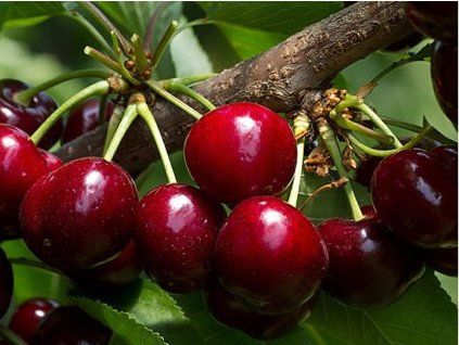 Třešeň 'Sweet Aryane'  Prunus avium 'Sweet Aryane'