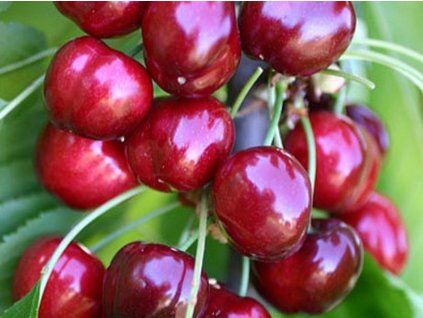 Třešeň 'Sweet Early'  Prunus avium 'Sweet Early'