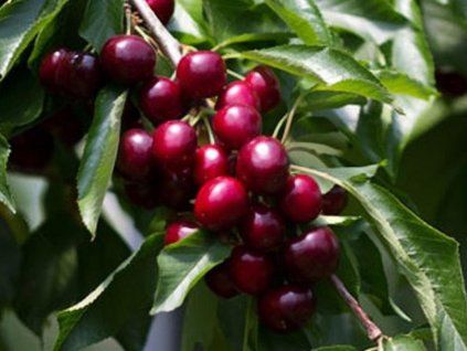 Třešeň 'Sweet Gabriel'  Prunus avium 'Sweet Gabriel'