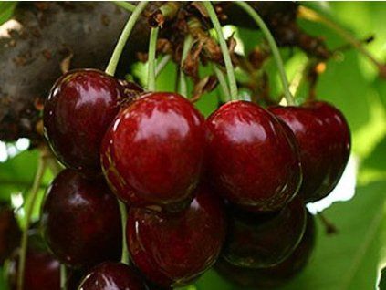Třešeň 'Sweet Sarreta'  Prunus avium 'Sweet Sarreta'